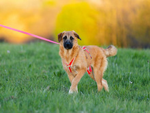 LADY ANNE, Hund, Mischlingshund in Hennef - Bild 5