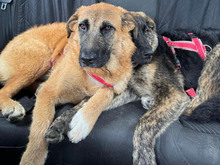 LADY ANNE, Hund, Mischlingshund in Hennef - Bild 6