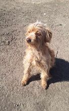 DAISY, Hund, Mischlingshund in Rumänien - Bild 1