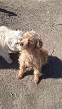 DAISY, Hund, Mischlingshund in Rumänien - Bild 2