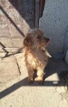 DAISY, Hund, Mischlingshund in Rumänien - Bild 3