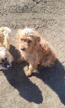 DAISY, Hund, Mischlingshund in Rumänien - Bild 4