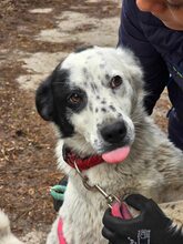 LUCKY, Hund, Mischlingshund in Bulgarien - Bild 11