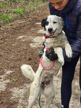 LUCKY, Hund, Mischlingshund in Bulgarien - Bild 12