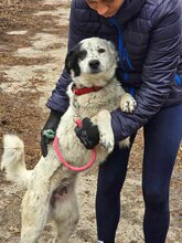 LUCKY, Hund, Mischlingshund in Bulgarien - Bild 13