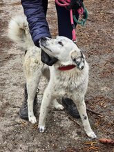 LUCKY, Hund, Mischlingshund in Bulgarien - Bild 14