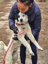 LUCKY, Hund, Mischlingshund in Bulgarien - Bild 15