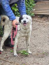 LUCKY, Hund, Mischlingshund in Bulgarien - Bild 16