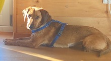 RITA, Hund, Pinscher-Dackel-Mix in Erkelenz