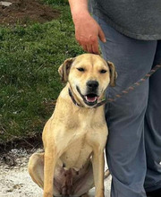 NONA, Hund, Mischlingshund in Fürth