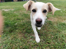 FOLLETTA, Hund, Jack Russell Terrier-Mix in Varel - Bild 1