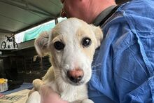 FOLLETTA, Hund, Jack Russell Terrier-Mix in Varel - Bild 11