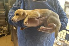 FOLLETTA, Hund, Jack Russell Terrier-Mix in Varel - Bild 12