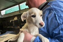FOLLETTA, Hund, Jack Russell Terrier-Mix in Varel - Bild 13