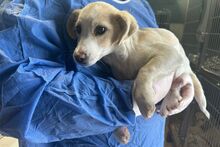 FOLLETTA, Hund, Jack Russell Terrier-Mix in Varel - Bild 14