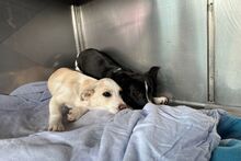 FOLLETTA, Hund, Jack Russell Terrier-Mix in Varel - Bild 15
