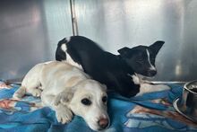 FOLLETTA, Hund, Jack Russell Terrier-Mix in Varel - Bild 16