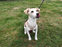 FOLLETTA, Hund, Jack Russell Terrier-Mix in Varel - Bild 4