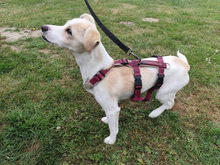FOLLETTA, Hund, Jack Russell Terrier-Mix in Varel - Bild 5