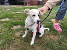 FOLLETTA, Hund, Jack Russell Terrier-Mix in Varel - Bild 6
