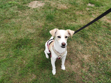 FOLLETTA, Hund, Jack Russell Terrier-Mix in Varel - Bild 7