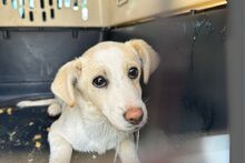 FOLLETTA, Hund, Jack Russell Terrier-Mix in Varel - Bild 8