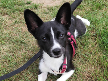 FURETTA, Hund, Jack Russell Terrier-Mix in Varel - Bild 1