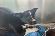 FURETTA, Hund, Jack Russell Terrier-Mix in Varel - Bild 10