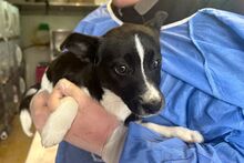 FURETTA, Hund, Jack Russell Terrier-Mix in Varel - Bild 11