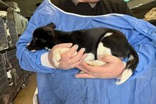 FURETTA, Hund, Jack Russell Terrier-Mix in Varel - Bild 12