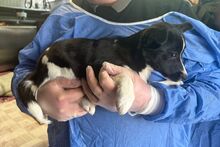 FURETTA, Hund, Jack Russell Terrier-Mix in Varel - Bild 13