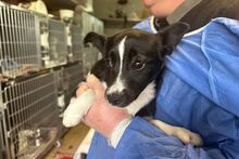 FURETTA, Hund, Jack Russell Terrier-Mix in Varel - Bild 15