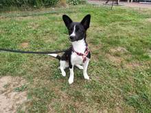 FURETTA, Hund, Jack Russell Terrier-Mix in Varel - Bild 2