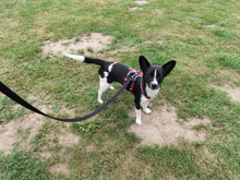 FURETTA, Hund, Jack Russell Terrier-Mix in Varel - Bild 3