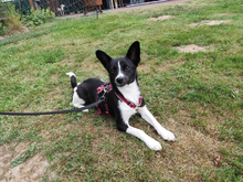 FURETTA, Hund, Jack Russell Terrier-Mix in Varel - Bild 4