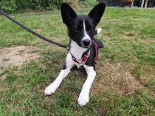 FURETTA, Hund, Jack Russell Terrier-Mix in Varel - Bild 6