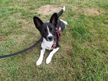 FURETTA, Hund, Jack Russell Terrier-Mix in Varel - Bild 7