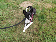 FURETTA, Hund, Jack Russell Terrier-Mix in Varel - Bild 9