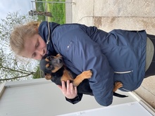 AMELI, Hund, Mischlingshund in Ungarn - Bild 11