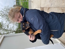 AMELI, Hund, Mischlingshund in Ungarn - Bild 9