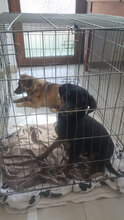 PINA, Hund, Mischlingshund in Rumänien - Bild 9