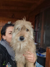 LENNOX, Hund, Mischlingshund in Haßloch - Bild 1