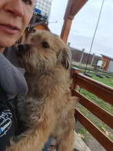 LENNOX, Hund, Mischlingshund in Haßloch - Bild 2