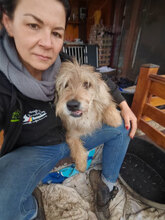 LENNOX, Hund, Mischlingshund in Haßloch - Bild 3