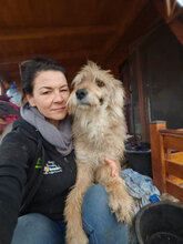 LENNOX, Hund, Mischlingshund in Haßloch - Bild 4