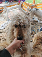 LENNOX, Hund, Mischlingshund in Haßloch - Bild 6