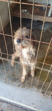 LENNOX, Hund, Mischlingshund in Haßloch - Bild 7