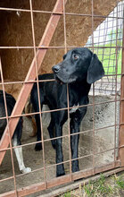 BOBBY, Hund, Mischlingshund in Rumänien - Bild 11