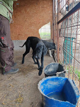 BOBBY, Hund, Mischlingshund in Rumänien - Bild 13