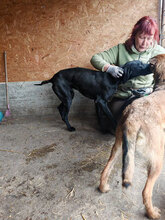 BOBBY, Hund, Mischlingshund in Rumänien - Bild 14